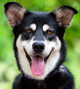 Gucci - 2 yo female Malamute x Kelpie