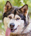 Keisha - 5 yo female Malamute