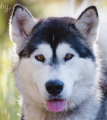 Lucy - 2 yo female Malamute X Husky