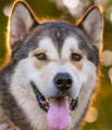 Thor - 3 yo male Malamute