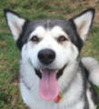 Pepper - 3 yo female Malamute