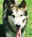 Miley - 3 yo female Malamute