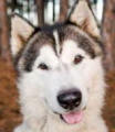 Hachi - 3 yo male Malamute