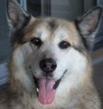 Sheila - 11 yo female Malamute X