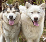 Asprey & Hurley - male & female Alaskan Malamutes