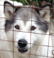 Keisha - 9 yo female Malamute