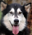 Zali - 5 yo female Malamute