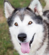 Daisy - 6 yo female Malamute