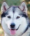 Rani - 8 yo female Malamute