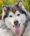 Max - 7 yo male Malamute