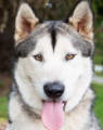 Mayhem - 1 yo male Malamute