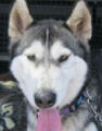 Cleo - 2 yo female Malamute