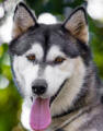 Blitz - 2 yo female Malamute X Husky