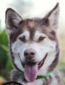 Lakota - 6 yo female Malamute