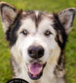 Sakari - 7 yo female Malamute