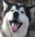 Storm - 3 yo female Malamute