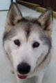 Norsca - 12 yo female Malamute