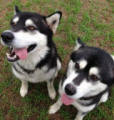 Soti & Talon - female Alaskan Malamutes