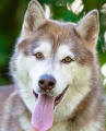 Ishka - 7 yo female Malamute