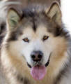 Dash - 5 yo male Malamute