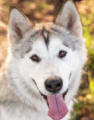 Isabella - 2 yo female Malamute