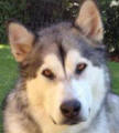 Artie - 6 yo male Malamute