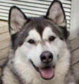 Husski - 4 yo male Malamute at RSPCA