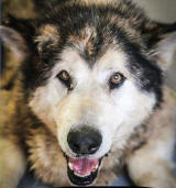 Bear - 12 yo male Malamute for fostering