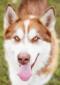 Mally - 4 yo female Malamute