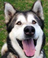 Mia - 6 yo female Malamute