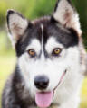 Ruby - 2 yo female Malamute (maybe X Husky)