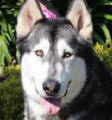 Alaska - 8 yo female Malamute