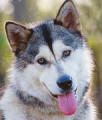 Jynkz - 1 yo female Malamute