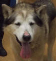 Demon - 11 yo adopted Malamute