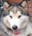 Inara - 2 yo female Malamute