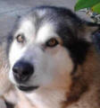 Storm - 9 yo male Malamute