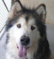 Dakota - 8 yo female Malamute