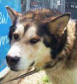 Bobby - 4 yo male Malamute