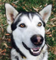 Eckle - 1 yo male Malamute