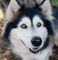 Nina - 2 yo female Alaskan Malamute