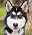 Jasmine - 1 yo female Malamute