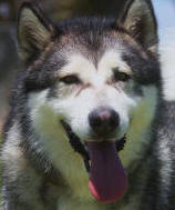 Hunter - 3 yo male Malamute