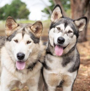 Max & Ally - 1 yo male and female Alaskan Malamutes