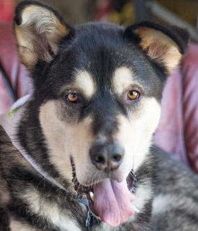 Meeko - 3 yo male Malamute