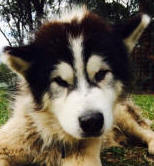 Baloo - 5 yo male Malamute