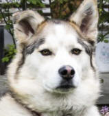 Shadow - 5 yo male Malamute X