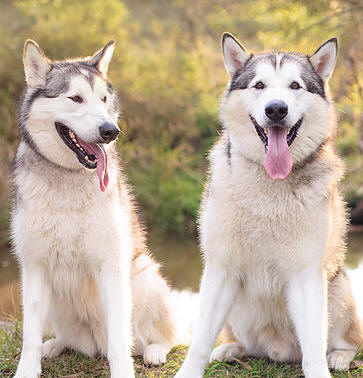 Gypsy & Cruze - 4 yo Alaskan Malamutes