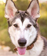 Nemo - 1 yo male Malamute x Husky