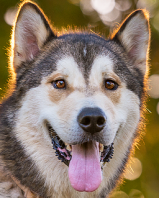 Thor - 4 yo male Malamute