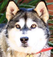 Kasia - 8 yo female Malamute X